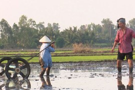 Thú vị Xuân Bắc, Minh Khang đưa con đi bừa, gieo mạ